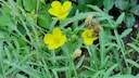 Rucola kann weiße oder gelbe Blüten ausbilden