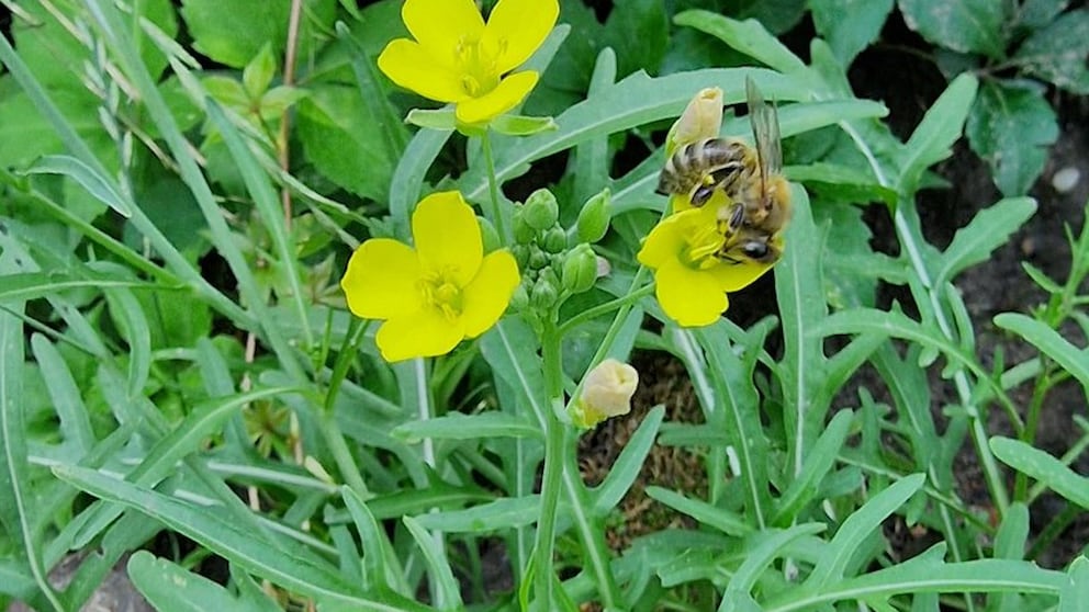 Rucola kann weiße oder gelbe Blüten ausbilden