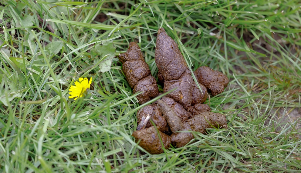 Hundekot im Garten