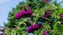 Sommerflieder vermehren