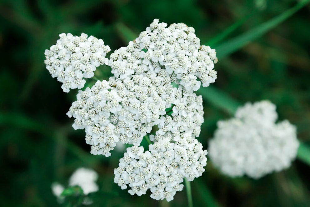 Yarrow