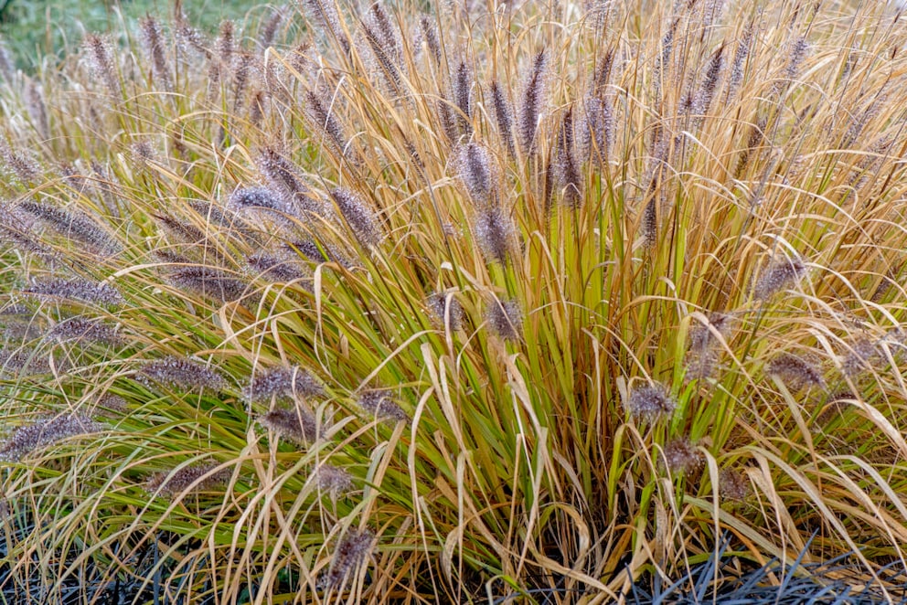 Fountain Grass