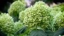 Hortensie grüne Blüte