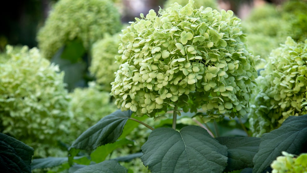 Hortensie grüne Blüte