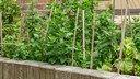 Frische Minze im Garten