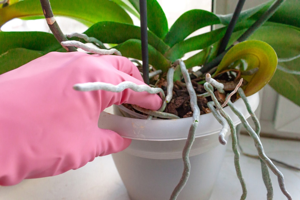 Manche Orchideen bilden Luftwurzeln, diese sollten nicht ungeprüft abgeschnitten werden