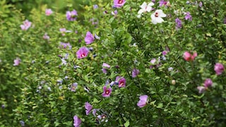 Gartenhibiskus