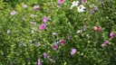 Gartenhibiskus
