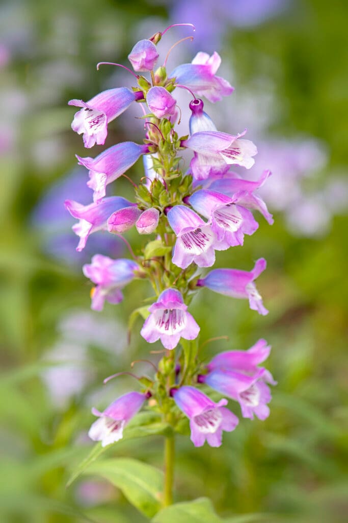 Beardtongue