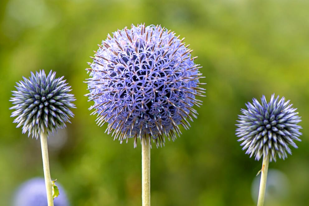 Globe Thistle