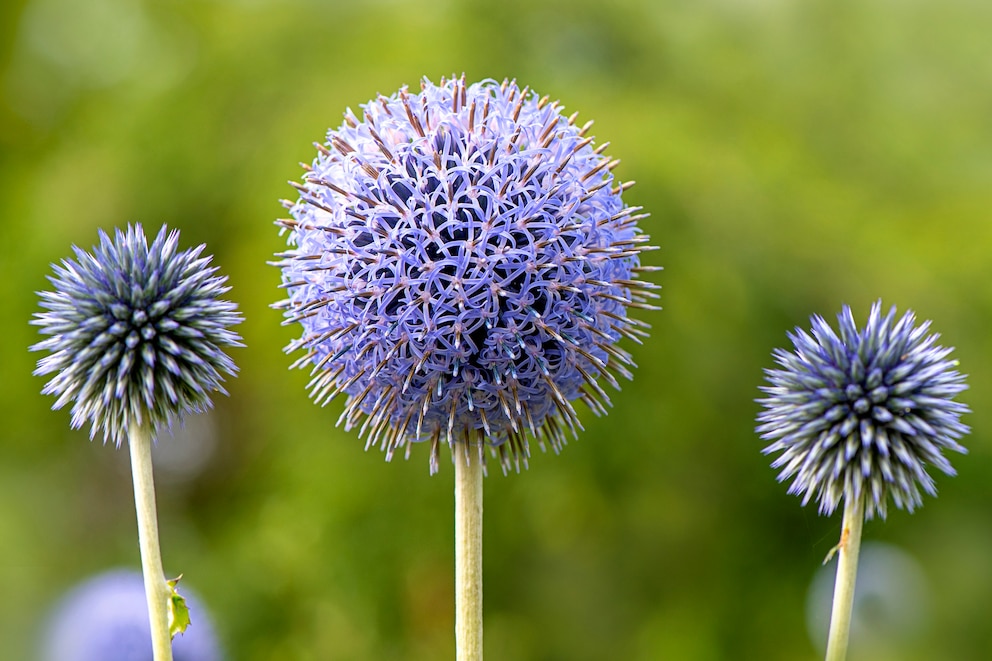 Kugeldistel