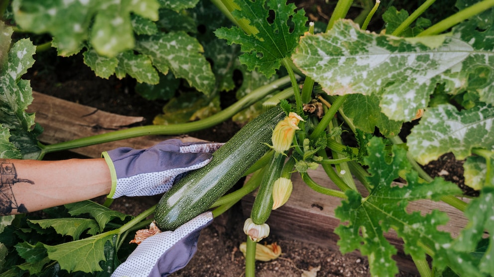 Beim Anpflanzen von Zucchini kann man einen mitunter gefährlichen Fehler machen