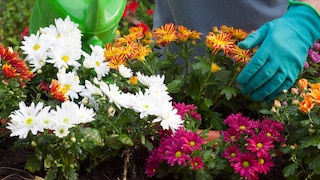 Mit ihrer Farbvielfalt schmücken Chrysanthemen viele Gärten und Balkone, aber was kann man tun, wenn sie nicht blühen?