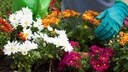 Mit ihrer Farbvielfalt schmücken Chrysanthemen viele Gärten und Balkone, aber was kann man tun, wenn sie nicht blühen?