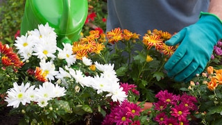 Mit ihrer Farbvielfalt schmücken Chrysanthemen viele Gärten und Balkone, aber was kann man tun, wenn sie nicht blühen?