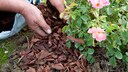 Rindenmulch