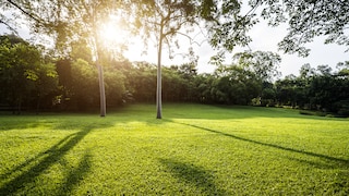 Einen perfekten Rasen wie auf dem Golfplatz wünschen sich viele Hobbygärtner