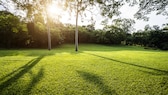 Einen perfekten Rasen wie auf dem Golfplatz wünschen sich viele Hobbygärtner