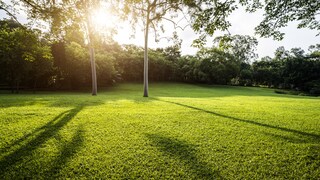 Einen perfekten Rasen wie auf dem Golfplatz wünschen sich viele Hobbygärtner