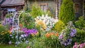 Nach der Blüte bilden Stauden auch hübsche Samenstände aus