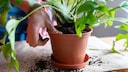 Monstera vermehren