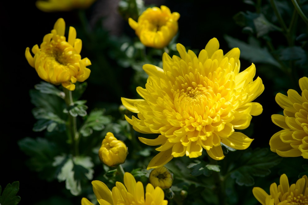 Herbst-Chrysantheme