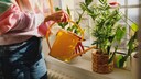 Pflanzen sollten mit abgestandenem Wasser