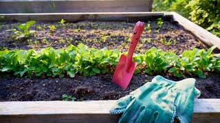 Im August ist es für einige Gemüsesorten noch nicht zu spät, in den Boden gesetzt zu werden