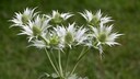 Elfenbein-Mannstreu (Eryngium giganteum)