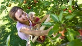 Es gibt mehrere Möglichkeiten, um herauszufinden, ob ein Apfel schon reif ist