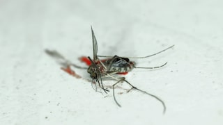 Mücken sind lästig – und zwar auch dann noch, wenn sie bereits tot an der Wand kleben