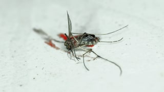 Mücken sind lästig – und zwar auch dann noch, wenn sie bereits tot an der Wand kleben