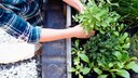 Mehrjährige Kräuter wachsen jedes Jahr aufs Neue und müssen nicht jedes Jahr neu gepflanzt werden