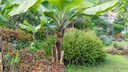 Lassen sich bei uns aufgrund milderer Temperaturen exotische Pflanzen anbauen?