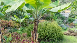 Lassen sich bei uns aufgrund milderer Temperaturen exotische Pflanzen anbauen?