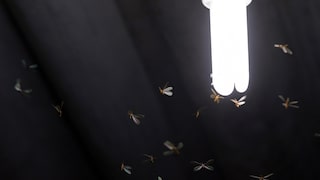 Insekten werden von Licht angezogen, es gibt jedoch eine Lampe, die keine Insekten anzieht