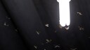 Insekten werden von Licht angezogen, es gibt jedoch eine Lampe, die keine Insekten anzieht