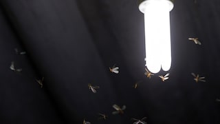 Insekten werden von Licht angezogen, es gibt jedoch eine Lampe, die keine Insekten anzieht