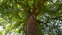 Eiche
