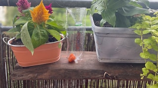 Wespen können sehr aufdringlich sein. Zum Glück kann man eine Lebensfalle für Wespen ganz leicht selbst bauen