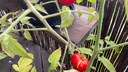 aufgeplatzte Tomate