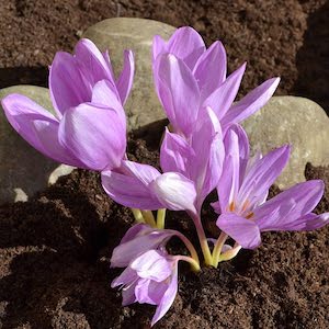 Herbstkrokus