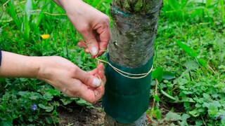 Ein Leimring um den Baum verhindert den Zug der Frostspanner zur Krone