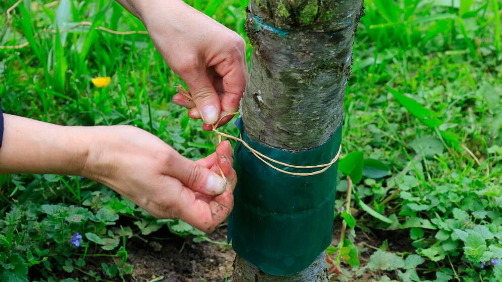 Ein Leimring um den Baum verhindert den Zug der Frostspanner zur Krone