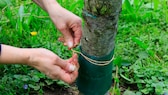 Ein Leimring um den Baum verhindert den Zug der Frostspanner zur Krone