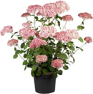 Ballhortensie 'Pink Annabelle'