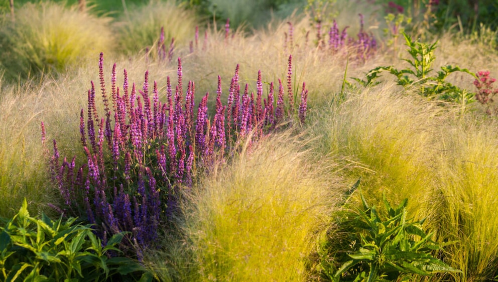 Amidst ornamental grasses: ornamental sage is resilient and also quite attractive