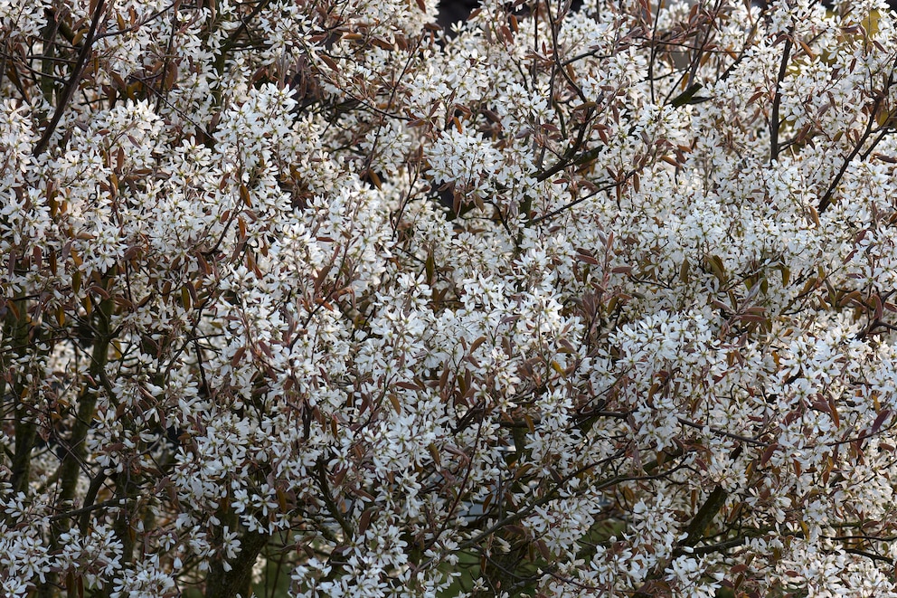 Im Frühjahr begeistern die weißen Blüten der Felsenbirne, im Herbst ist es das rotliche Laub