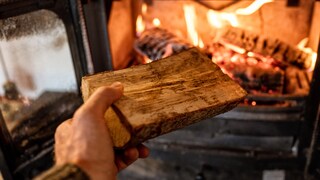 Schädling im Brennholz