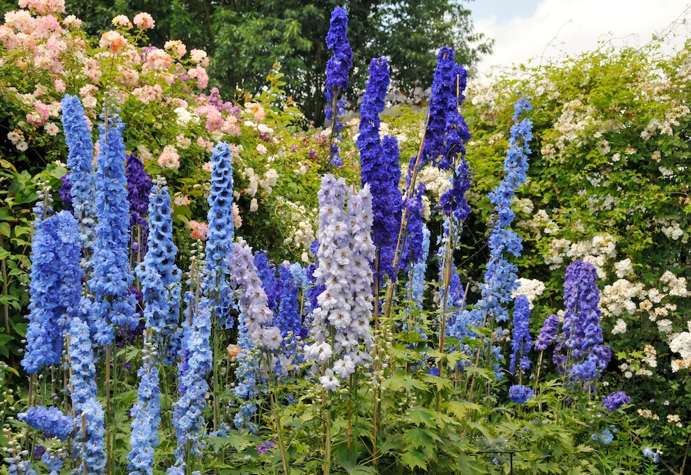 Blaue Blumen wie der Rittersporn sind in der Natur selten